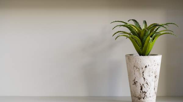 aloe virágzik otthon jelek 