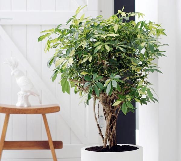 főnökök a ház táblákban 