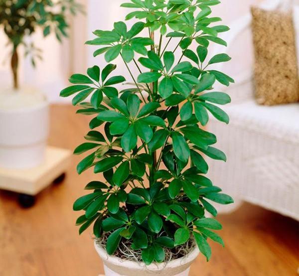 a jelek és babonák házának főnöke 