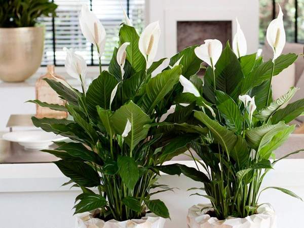 spathiphyllum előjelek és babonák 