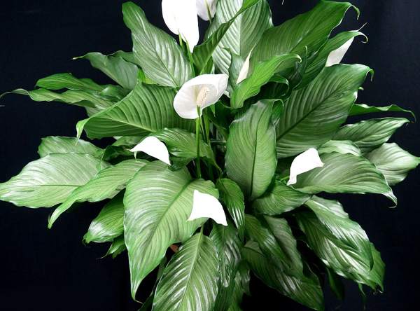 spathiphyllum női boldogság jelei 