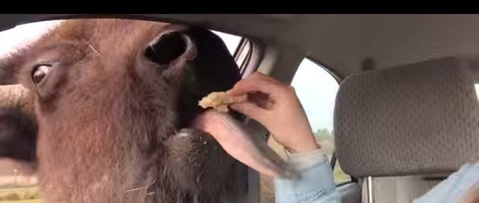 Még a vad bivalyok között is találkoznak kedves és szeretetteljes állatok