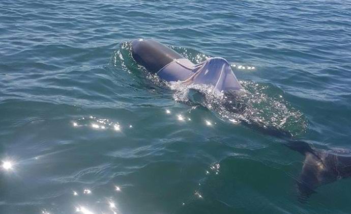 A delfin és a póló, hogy őszinte legyek, nem egy pár ...