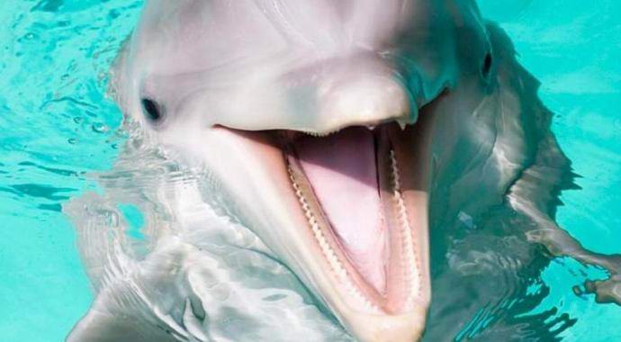 Dolphin visszaküldte a tulajdonosnak egy okostelefont, amely az óceánba zuhant