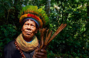 Fa-evő Brazíliából