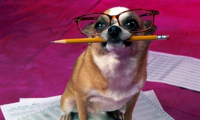 Tíz legokosabb állat, ember után