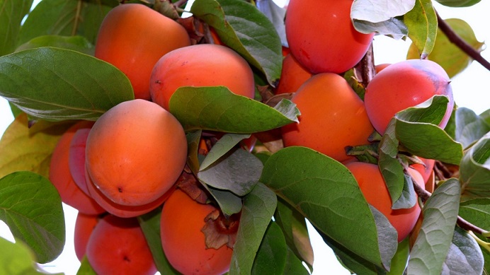 A táplálkozási szakemberek azt mondták, hogy a datolyaszilva használata ellenjavallt.