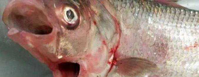 Külső halak két szájjal