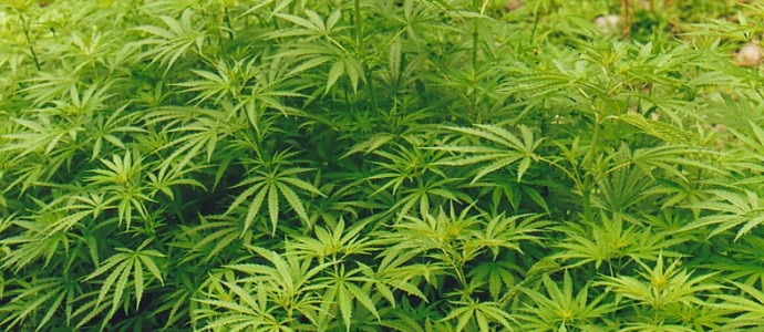 A Krasznojarszki vállalkozás igazgatója kendernövényt termesztett a bútorgyárban