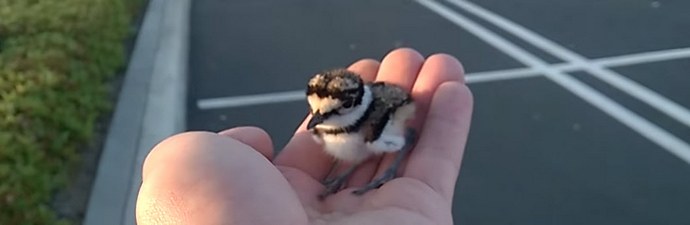 A kedvesség megmenti a világot