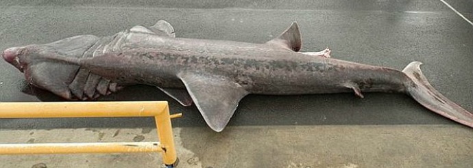 Őskori cápa - ritka siker a halászok és a tudósok számára