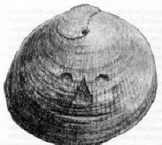 Őskori tárgyak: érme Illinoisból, egy Shell Face képe, Anglia (1881)