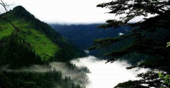 A fekete bambusz völgye