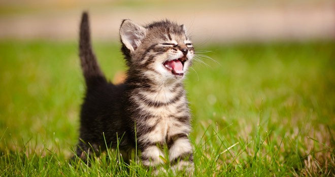 Franciaországban a háziállatok magas státuszt kaptak