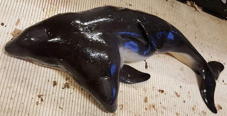 Hollandia által elfogott kétfejű delfin