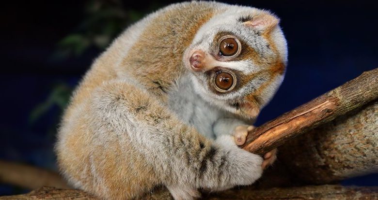 A világ egyetlen mérges főemlősje megmagyarázhatja, miért egyes emberek allergiásak a macskákra 