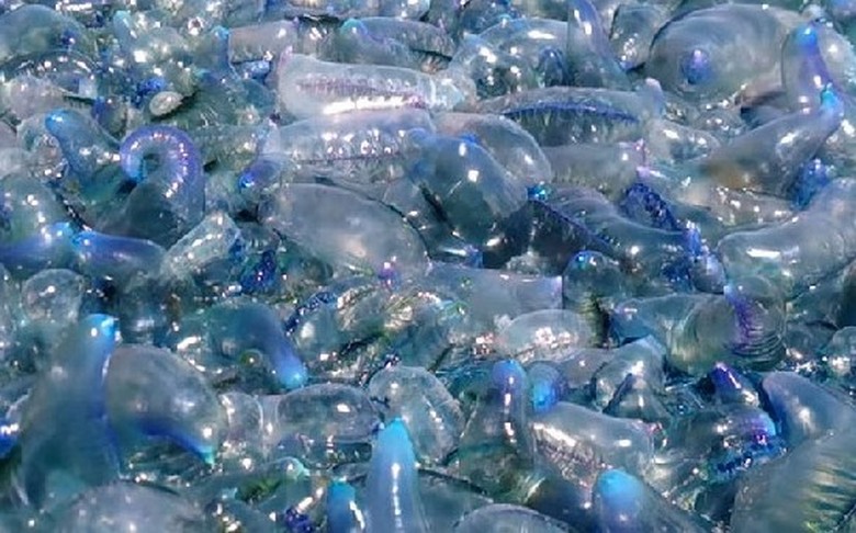 A Föld ökoszisztéma megbukik