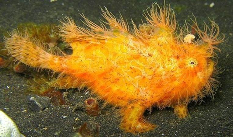 Egy másik természeti csoda: szupergyors békák és hangyák