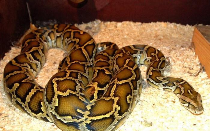 Ha a piton lefogy - várjon bajra