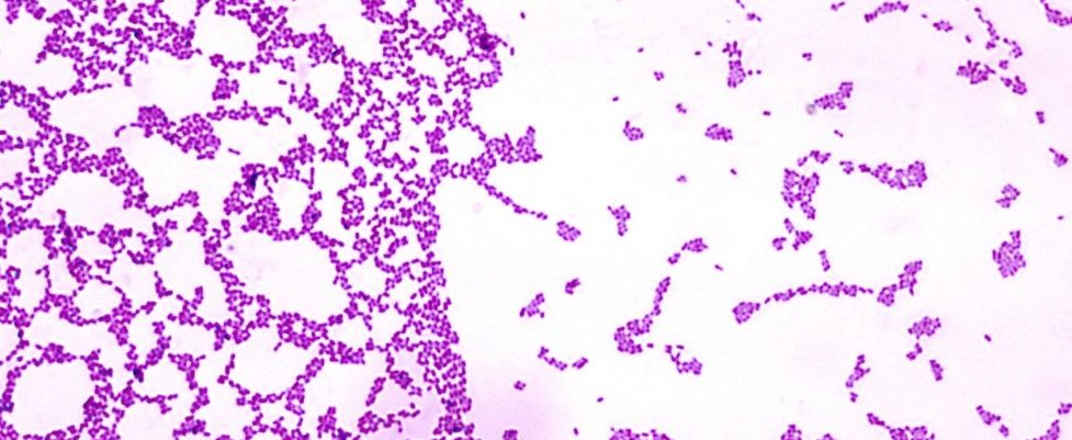 Meglepő hasonlóságok mutatkoznak abban, ahogy a baktériumok és az emberek kolóniákat alkotnak 