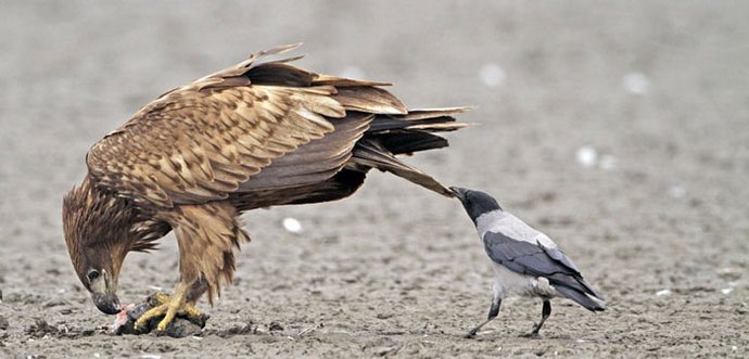 Ezek a csintalan és kockázatos varjak