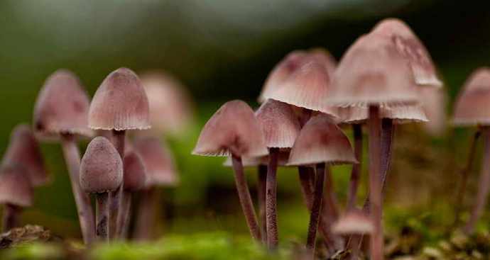 Ezek a csodálatos és titokzatos gombák