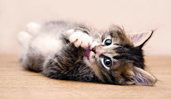 Ezek a vicces macskák olyanok, mintha mindenki tettenézett.