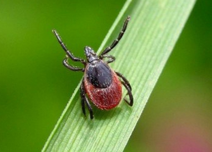 Európát legyőzhetetlen halálos vírus sújthatja