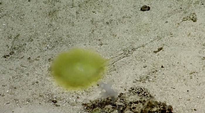 A mélytengely fantasztikus létrehozása