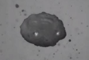 A fizikusok megtanultak ellenőrizni az akusztikus lebegést. Video