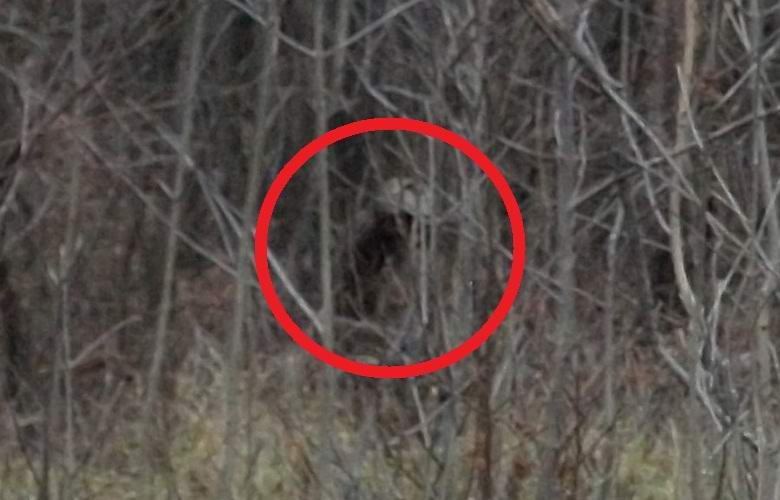 Egy fénykép az erdőben található titokzatos humanoidról, amely mind az ufológusokat, mind a kriptozoológusokat érdekli