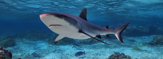 A francia nyilvánosan elszakította a cápát