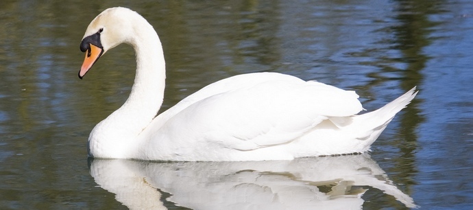 A csúnya kiskacsa ismét gyönyörű hattyúvá válik