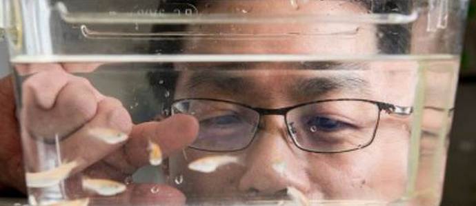 Gravitációs ellenállás gén