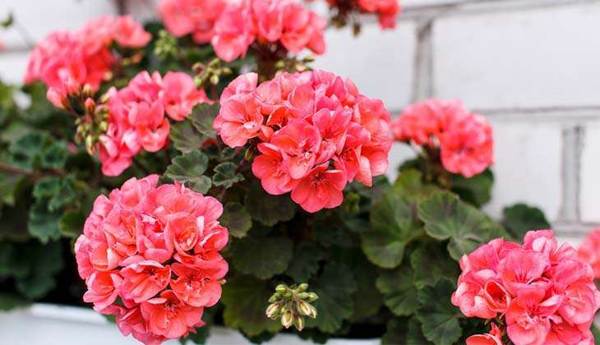 rózsaszín muskátli 