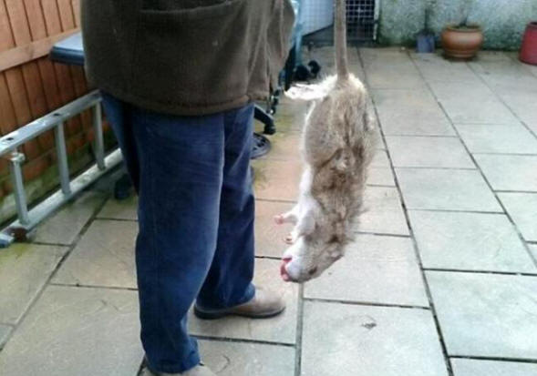 Az óriás mutáns patkányok riasztó ütemben szaporodnak az Egyesült Királyságban.