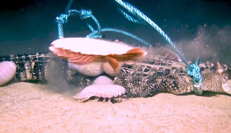 Az óriási rákfélék könnyen megbirkóztak az aligátorokkal