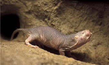 A meztelen vakond patkány segített a tudósoknak hatalmas lépést tenni a rák gyógyítására.