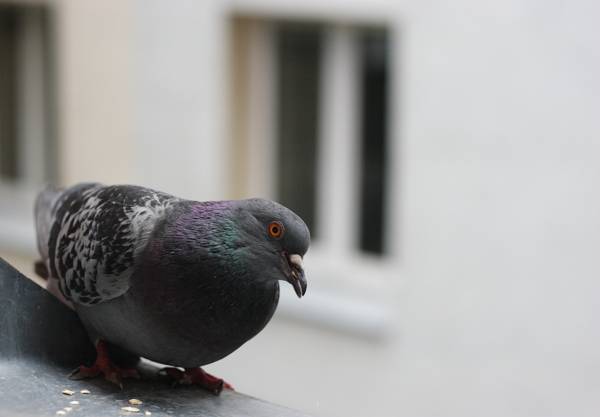 galamb repült át az ablakon: tábla galamb repült át az ablakon: tábla