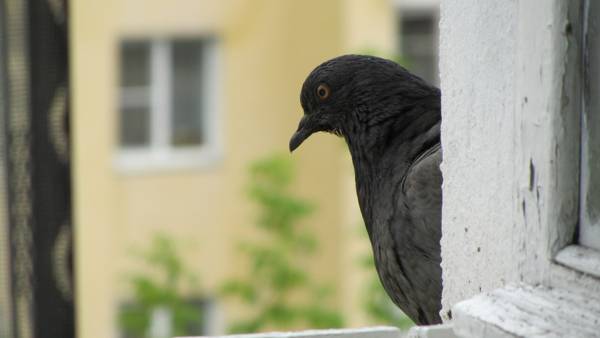 galamb repült be az ablakon galamb repült be az ablakon