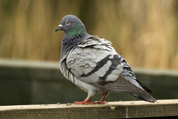 a galamb berepült a lakásba a galamb berepült a lakásba
