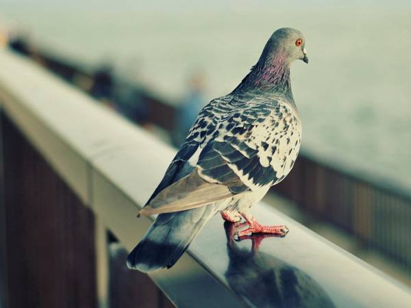 egy galamb repült át az ablakon egy galamb repült át az ablakon