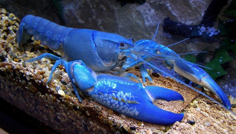 Kék szörnyek megtámadják az ukránokat