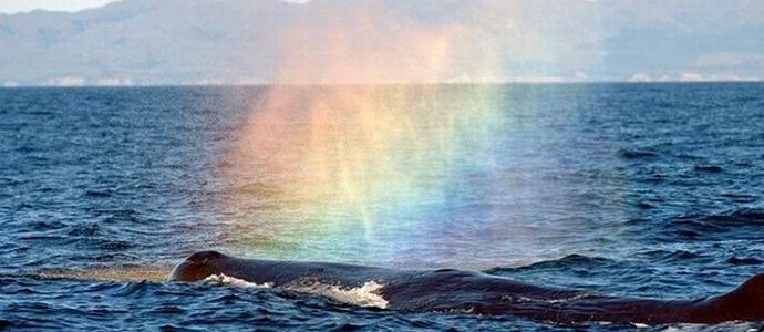 Egy hosszúszárnyú bálna lenyűgözte a turistákat azzal, hogy szivárványt enged a levegőbe