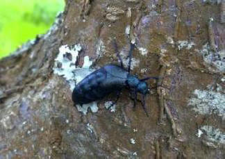 A jövő városai rovarok által tele lesznek