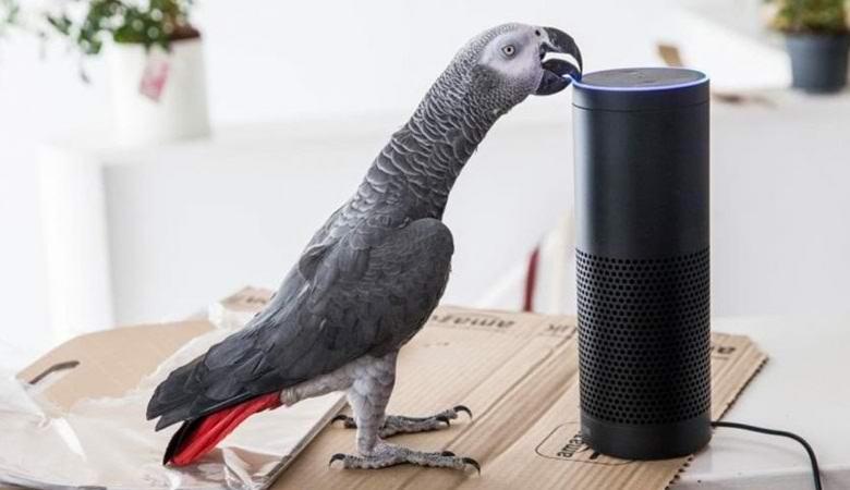 Maga a beszélő papagáj megrendelte a csomagot az interneten keresztül.