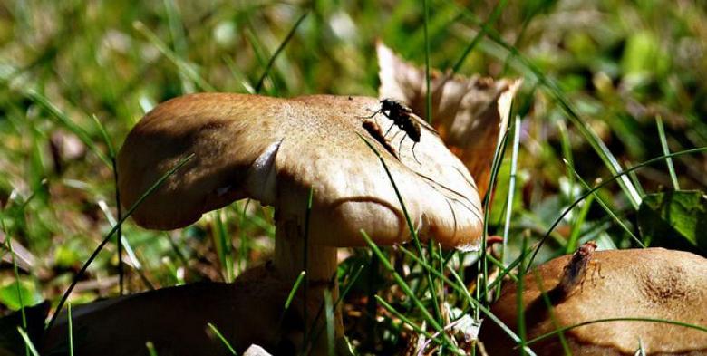 A parazitagomba megeszi áldozatának agyát