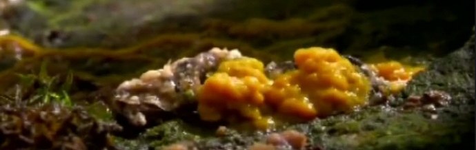 Gomba idegenek és kollektív gomba elme