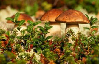 A Kostin gombaszedő 10 kilométerre teleportált