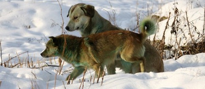 A mennydörgés nem sztrájkol ...